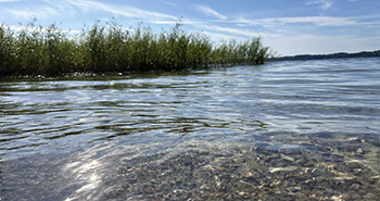 Gewässer mit Seeufer in Sonne.