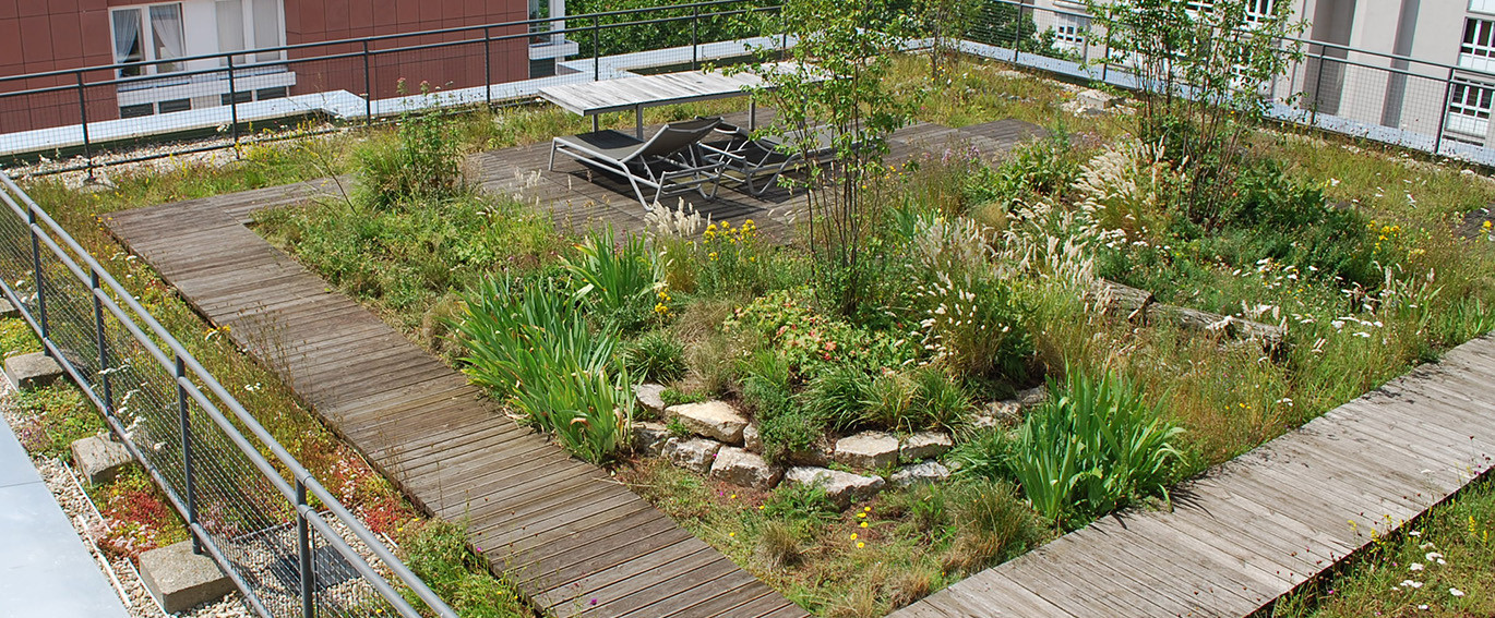 Dachbegrünung in Städten fördert die Biodiversität @Optigrün