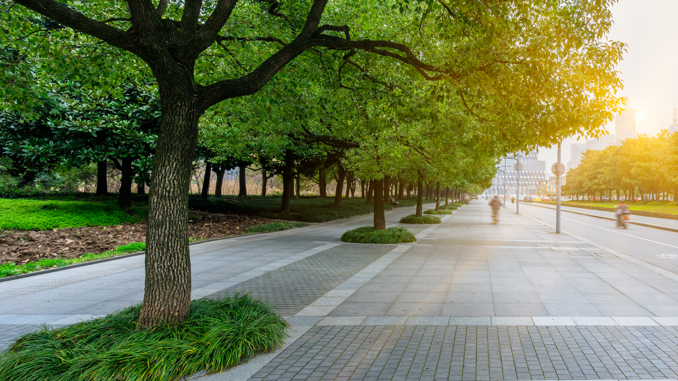 Breiter gepflasterter Weg mit einer Allee aus grünen Bäumen, seitlich Grünflächen und warmes Sonnenlicht im Hintergrund.