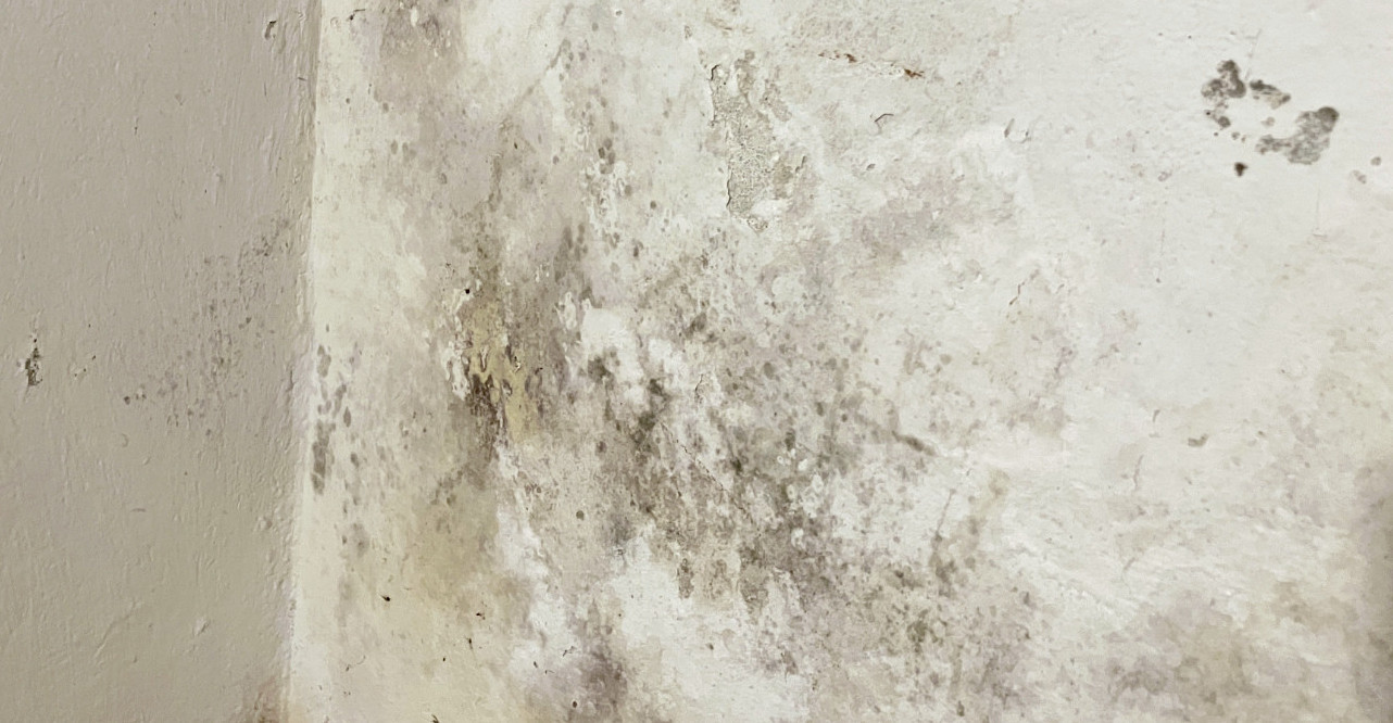 Schimmel An Kellerwand Aufgehellt