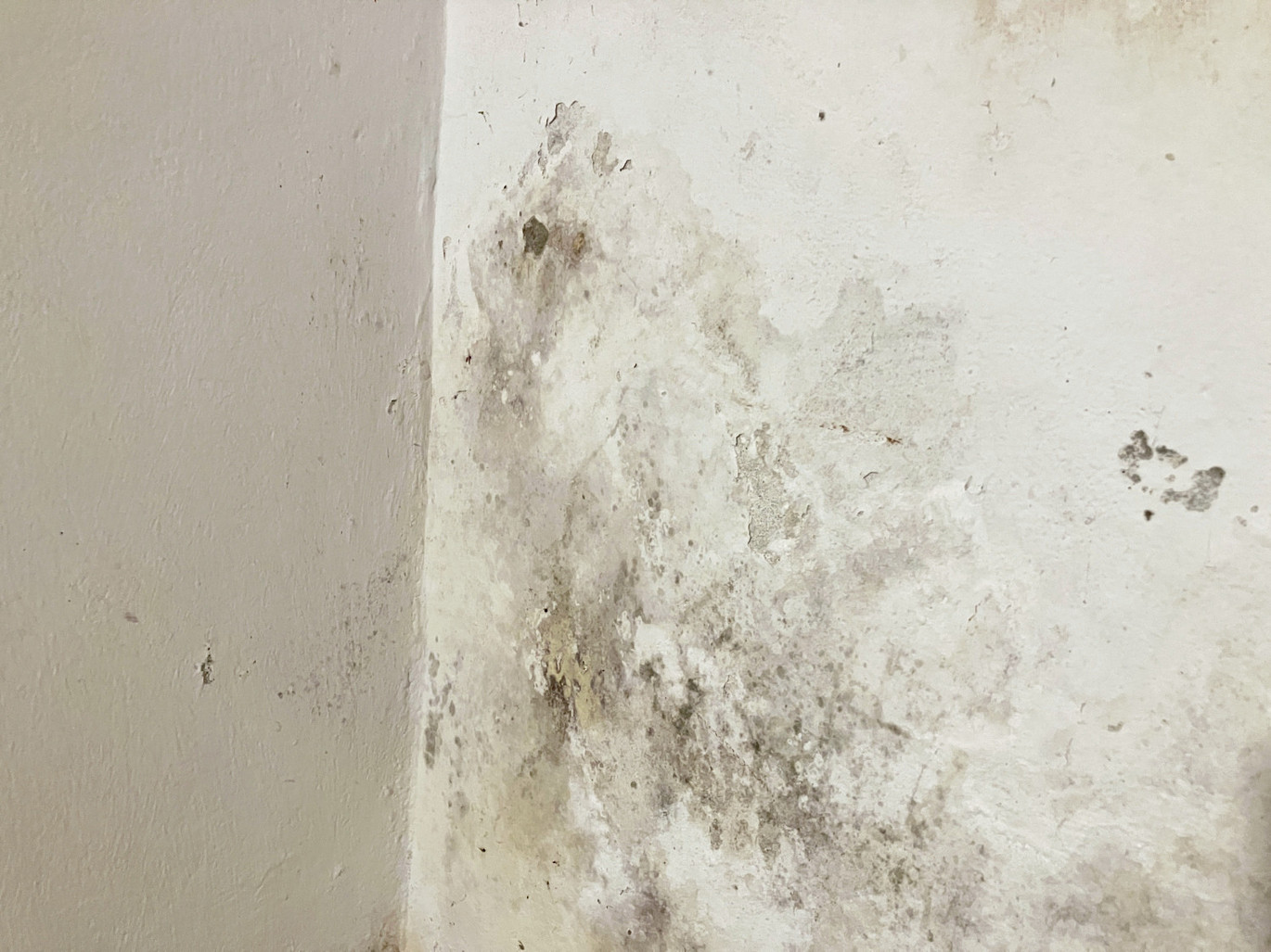 Schimmel An Kellerwand Aufgehellt