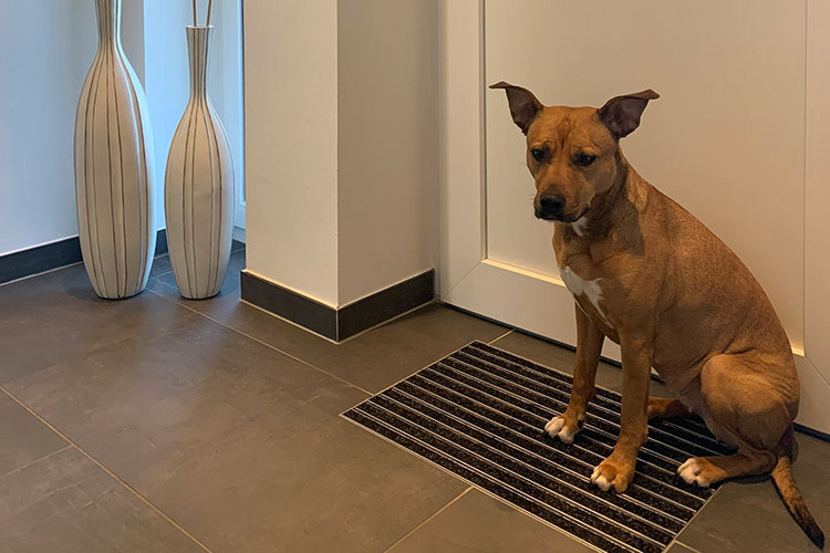 Hund auf Fussmatte