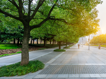 Breiter gepflasterter Weg mit einer Allee aus grünen Bäumen, seitlich Grünflächen und warmes Sonnenlicht im Hintergrund.
