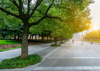 Breiter gepflasterter Weg mit einer Allee aus grünen Bäumen, seitlich Grünflächen und warmes Sonnenlicht im Hintergrund.