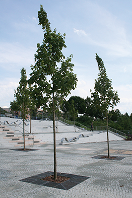 Foto-baumschutz-ACO-tiefbau